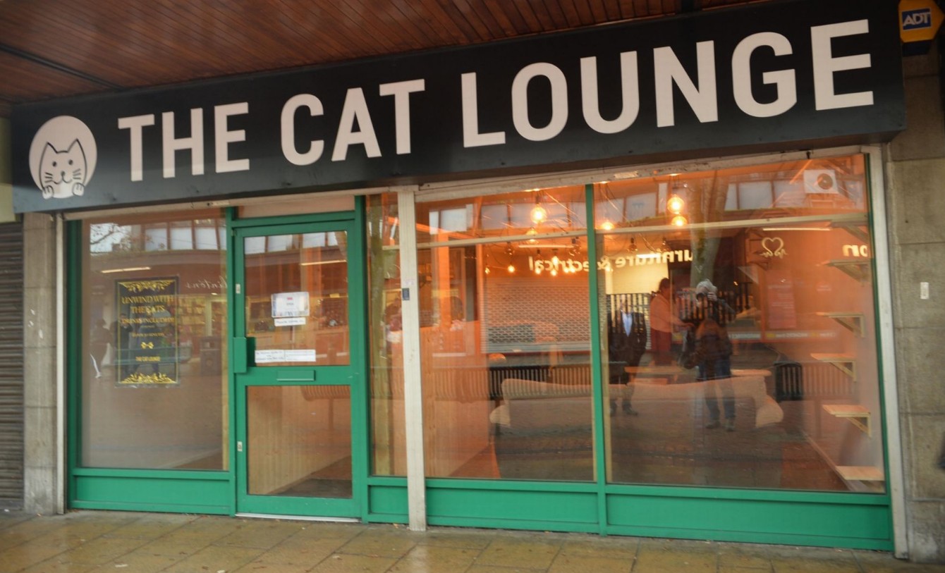 The Cat Lounge